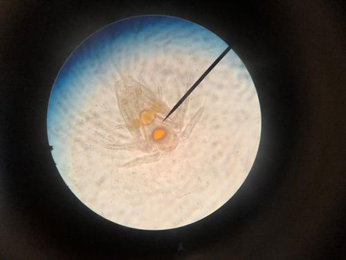 zooplankton #2 